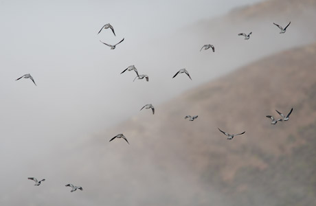 Band-tailed Pigeon (Columba fasciata) photo