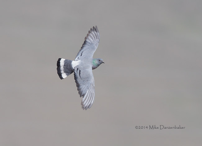 Hill Pigeon (Columba rupestris) photo