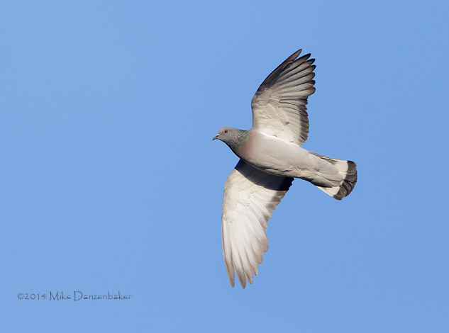 Hill Pigeon (Columba rupestris) photo