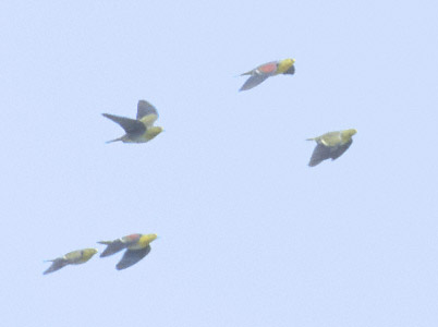 White-bellied Green Pigeon (Treron sieboldii) photo image
