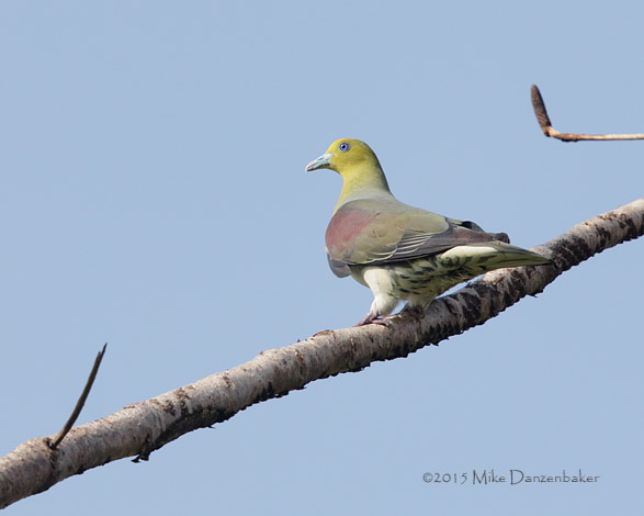 White-bellied Green Pigeon (Treron sieboldii) photo
