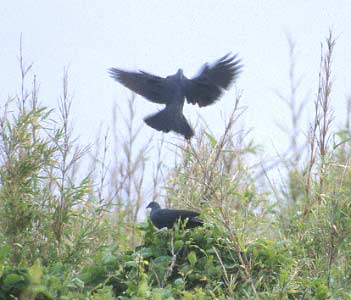 Japanese Wood Pigeon (Columba janthina) photo image