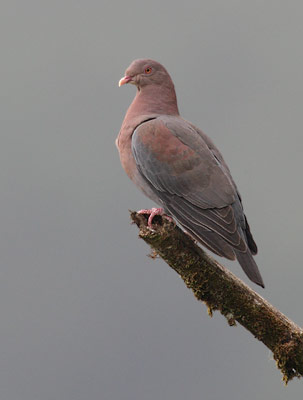 Red-billed Pigeon (Patagioenas flavirostris) photo image