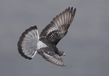 Common Pigeon (Columba livia) photo image