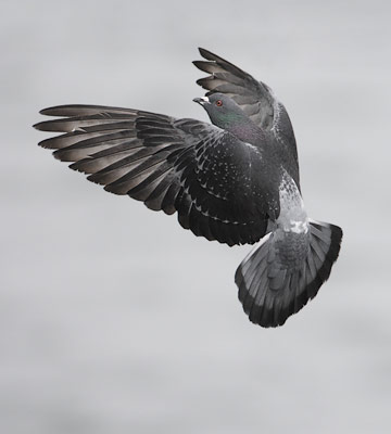 Common Pigeon (Columba livia) photo image