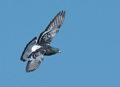 Common Pigeon (Columba livia) photo image