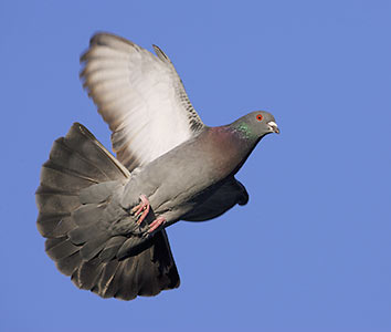 Common Pigeon (Columba livia) photo image