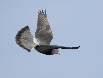 Common Pigeon (Columba livia) photo image