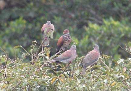 Scaled Pigeon (Patagioenas speciosa) photo image