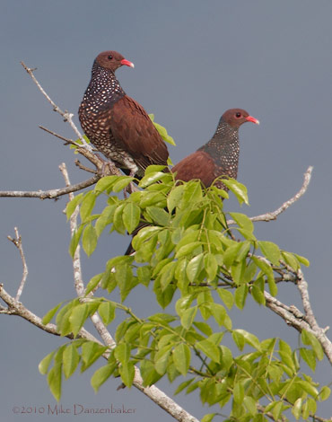 Scaled Pigeon (Patagioenas speciosa) photo image