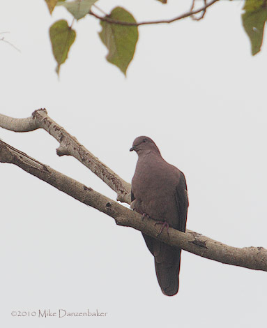 Short-billed Pigeon (Columba nigrirostris) photo
