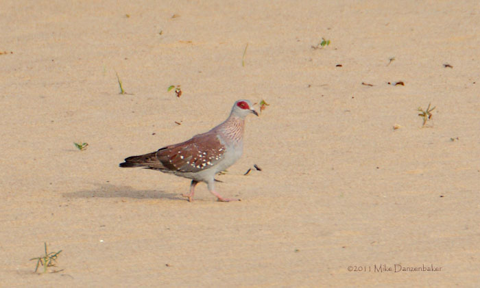 Speckled Pigeon (Columba guinea) photo