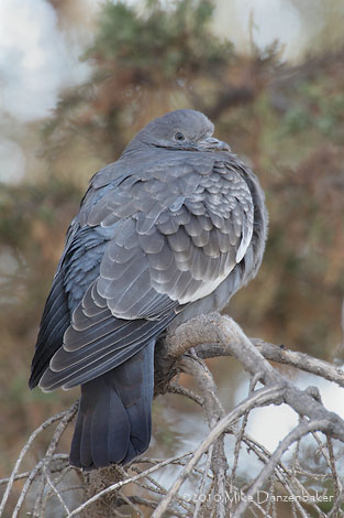 Spot-winged Pigeon (Columba maculosa) photo