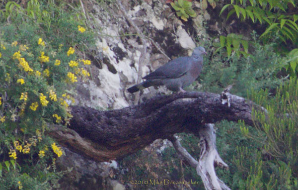 Trocaz Pigeon (Columba trocaz) photo