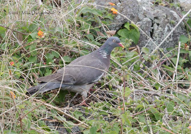 Common Wood Pigeon (Columba palumbus) photo image