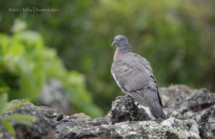 Common Wood Pigeon (Columba palumbus) photo image