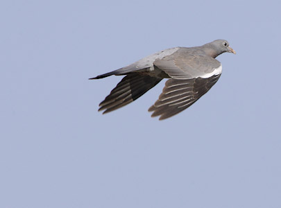 Wood Pigeon (Columba palumbus) photo