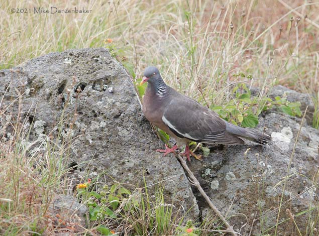 Common Wood Pigeon (Columba palumbus) photo