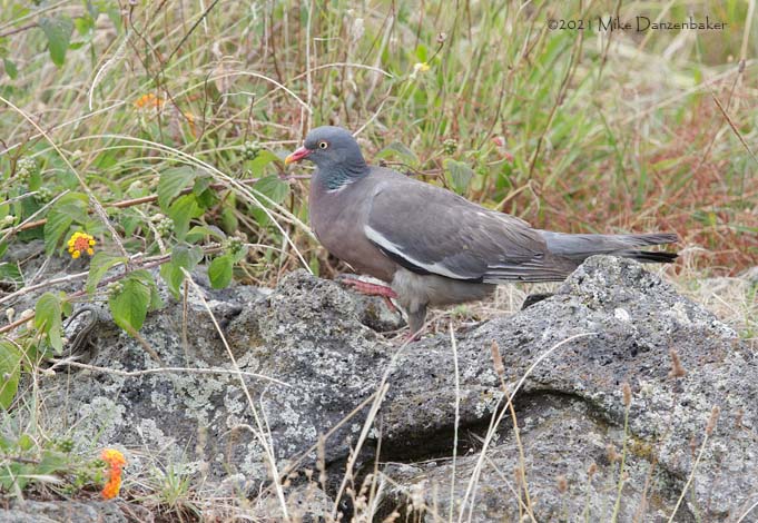 Common Wood Pigeon (Columba palumbus) photo