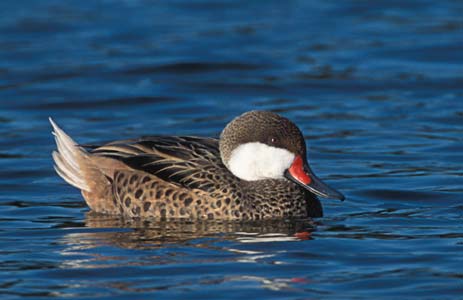 White-cheeked Pintail (Anas bahamensis) photo image
