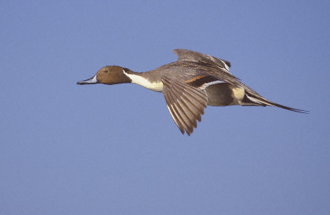 Northern Pintail (Anas acuta) photo image