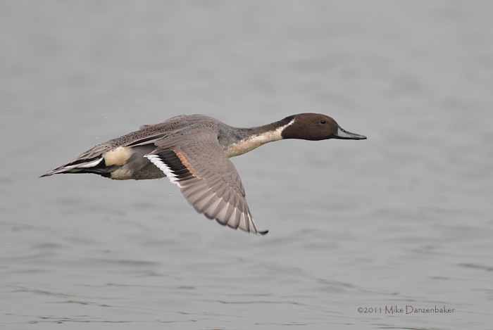 Northern Pintail (Anas acuta) photo image