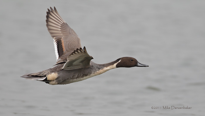 Northern Pintail (Anas acuta) photo image
