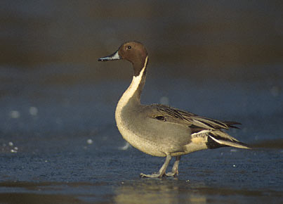 Northern Pintail (Anas acuta) photo image