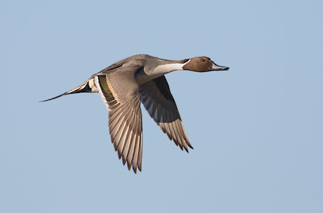 Northern Pintail (Anas acuta) photo image
