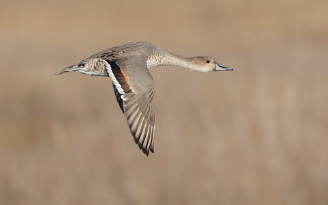 Northern Pintail (Anas acuta) photo image