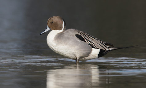 Northern Pintail (Anas acuta) photo image