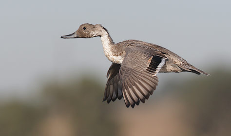 Northern Pintail (Anas acuta) photo image