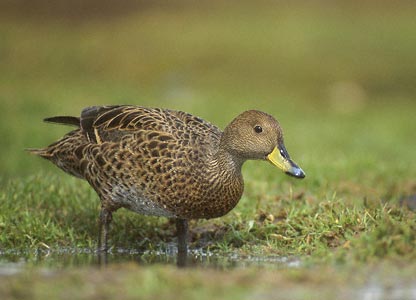 Yellow-billed Pintail (Anas georgica) photo image