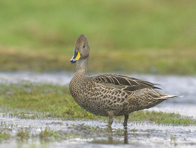 Yellow-billed Pintail (Anas georgica) photo image