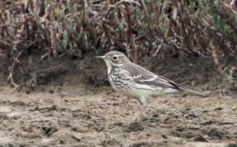 Buff-bellied (American) Pipit (Anthus rubescens) photo