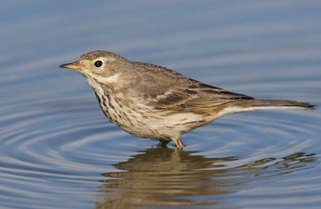 Buff-bellied Pipit (Anthus rubescens) photo image