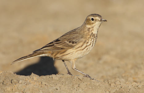 Buff-bellied Pipit (Anthus rubescens) photo image