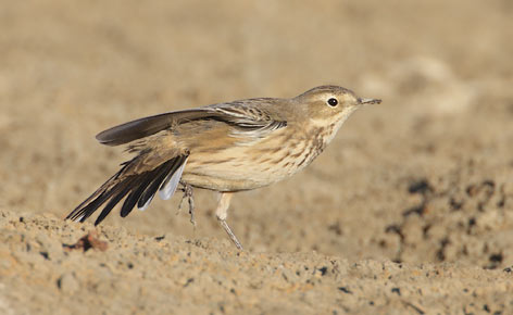 Buff-bellied Pipit (Anthus rubescens) photo image