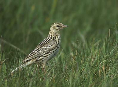 Correndera Pipit (Anthus correndera) photo image