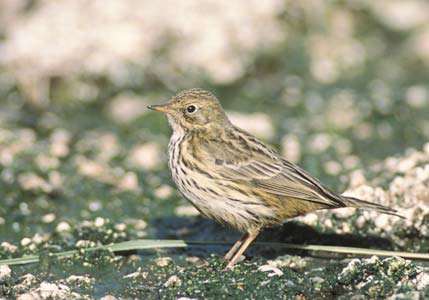 Meadow Pipit (Anthus pratensis) photo image