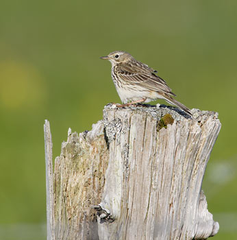 Meadow Pipit (Anthus pratensis) photo image