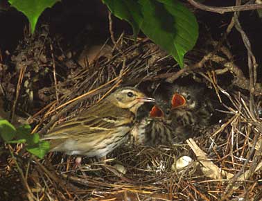 Olive-backed Pipit (Anthus hodgsoni) photo image