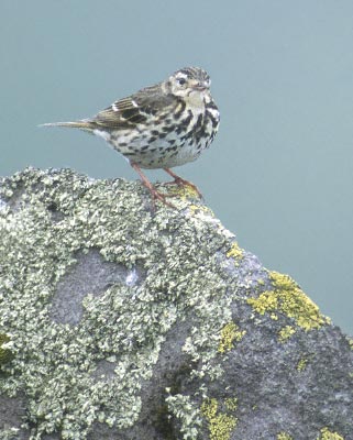 Olive-backed Pipit (Anthus hodgsoni) photo image