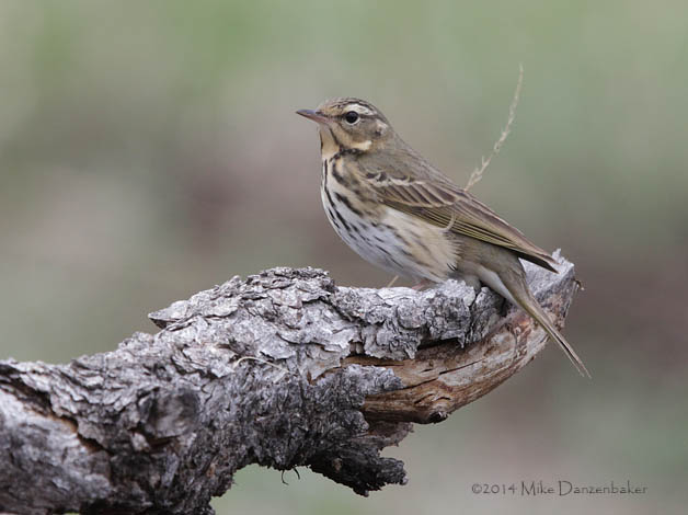 Olive-backed Pipit (Anthus hodgsoni) photo