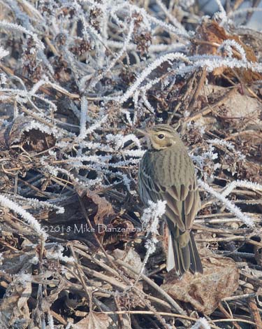 Olive-backed Pipit (Anthus hodgsoni) photo