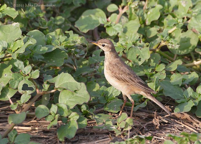 Plain-backed Pipit (Anthus leucophrys) photo