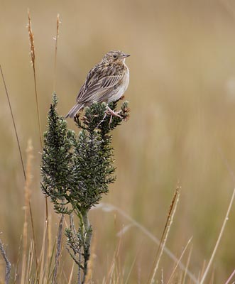 Paramo Pipit (Anthus bogotensis) photo image