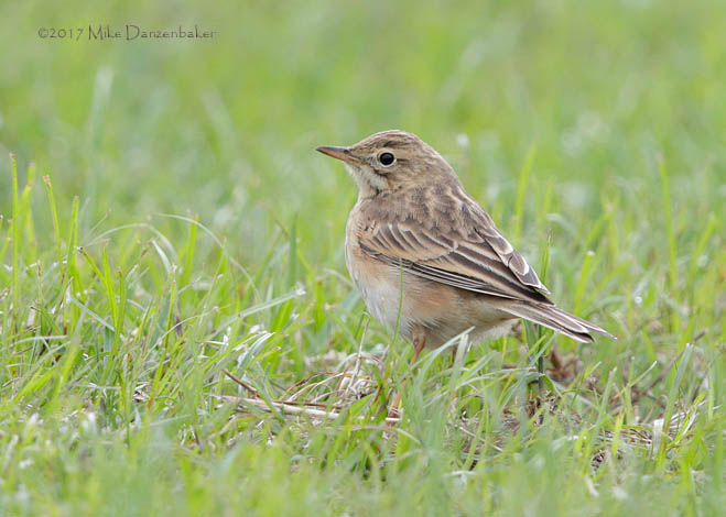 Richard's Pipit (Anthus richardi) photo