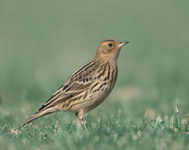 Red-throated Pipit (Anthus cervinus) photo image