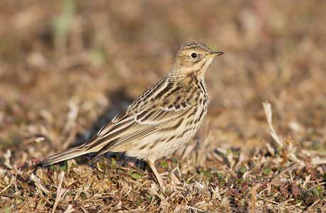Red-throated Pipit (Anthus cervinus) photo image